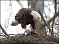 _2SB4289 american bald eagle eating fish